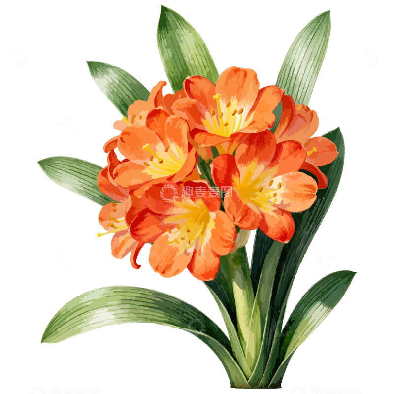 源文件下载【趣麦麦图】-水彩花卉君子兰插画素材
