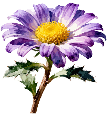 水彩花卉菊花插画设计素材