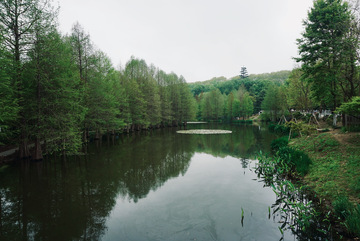 静谧湖畔森林风光