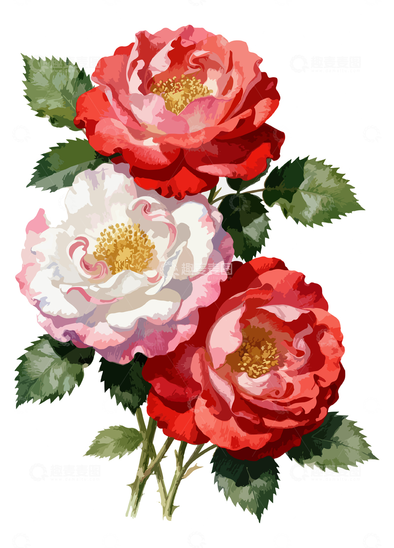 源文件下载【趣麦麦图】水彩玫瑰花卉插画设计素材