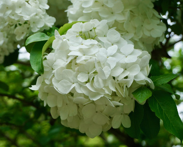 清新白花盛开园林景观