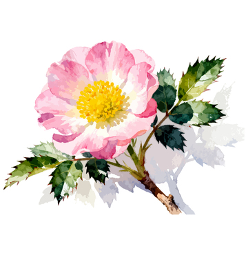 水彩风格粉色花朵插画设计素材