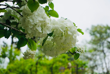 绣球花开春日景