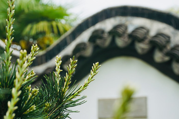 古典园林松树远景摄影