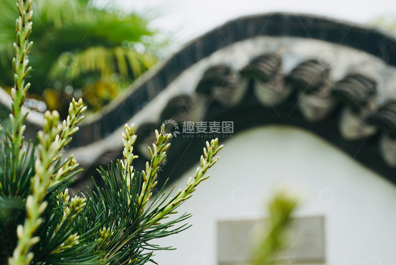 高清大图下载【趣麦麦图】古典园林松树远景摄影