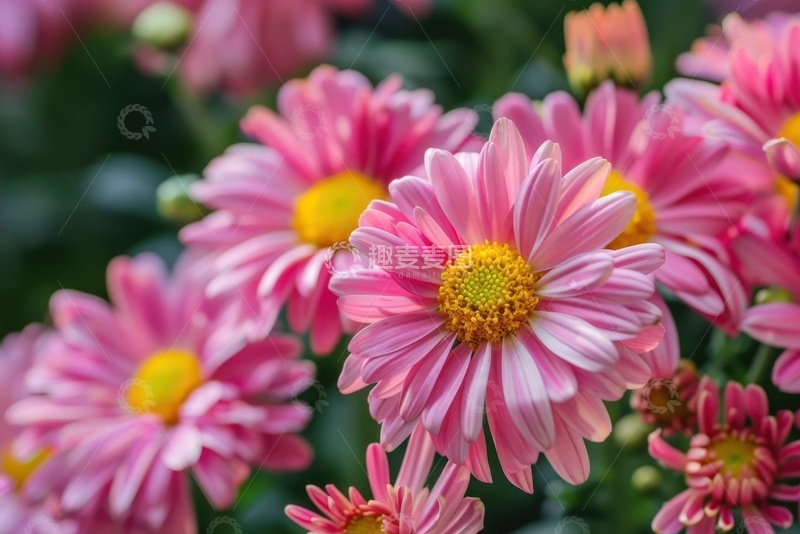 高清大图下载【趣麦麦图】盛开的粉色花丛植物