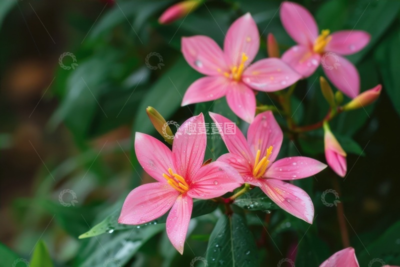 高清大图下载【趣麦麦图】野外盛开的一丛花卉