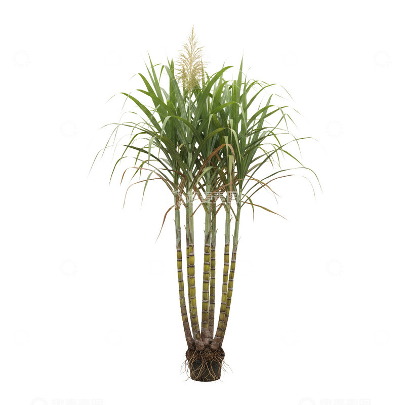 高清大图下载【趣麦麦图】高清甘蔗素材4