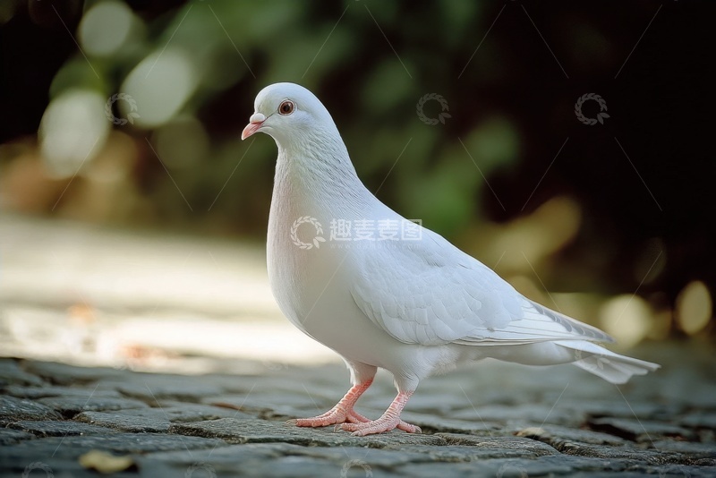 高清大图下载【趣麦麦图】一只白色的鸽子