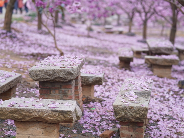 花海落花石凳景色