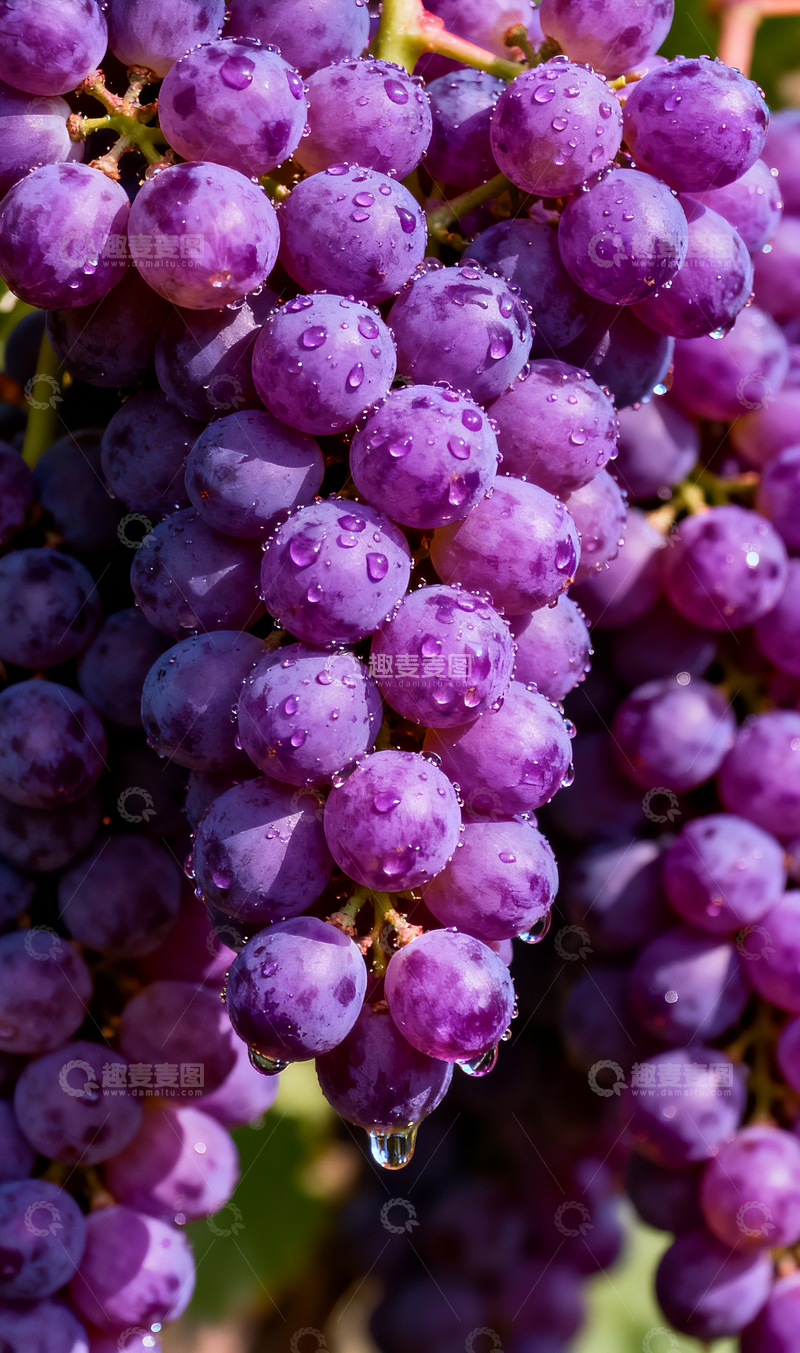 源文件下载【趣麦麦图】漂亮的葡萄特写4