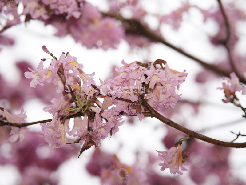 樱花盛开春意浓自然摄影