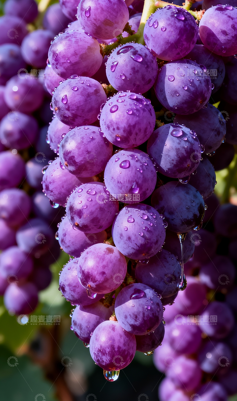 源文件下载【趣麦麦图】漂亮的葡萄特写3