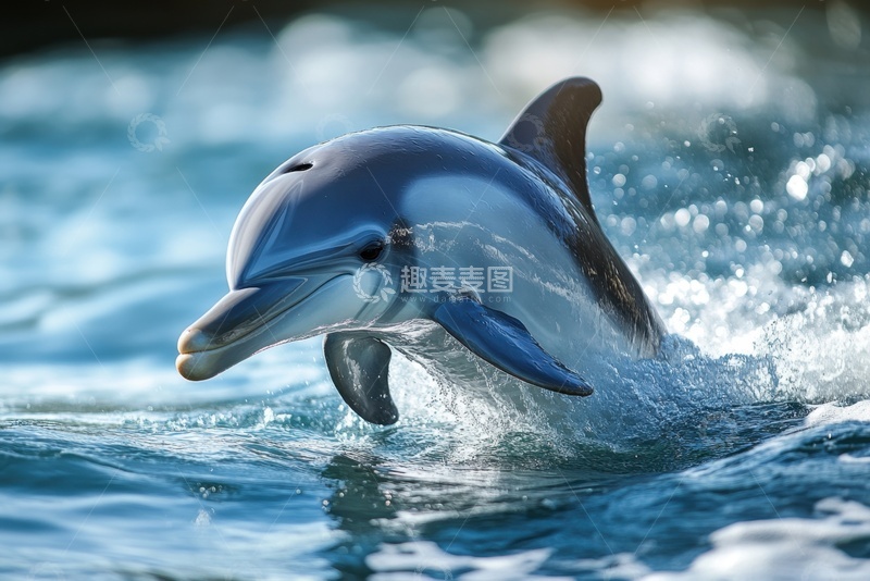 高清大图下载【趣麦麦图】跃出海面的一只海豚