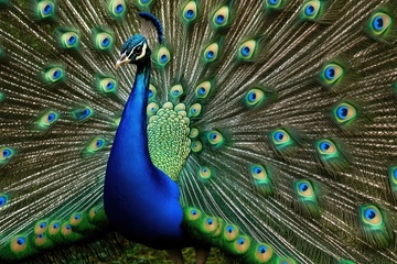 盛开的一只孔雀