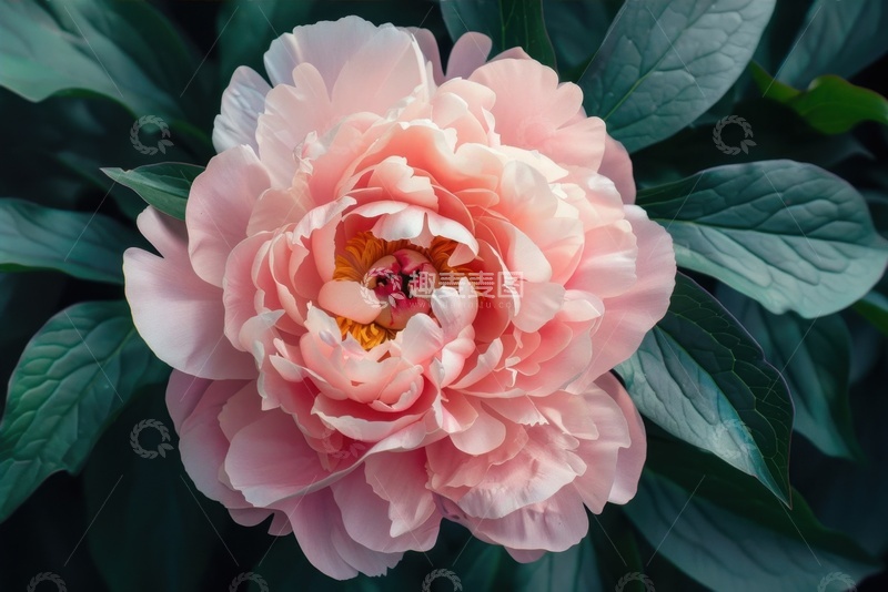 高清大图下载【趣麦麦图】盛开的粉色牡丹花花朵