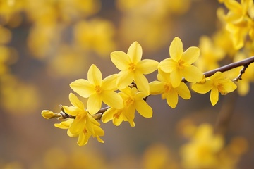 春季盛开的迎春花