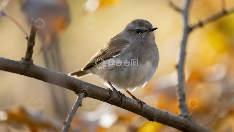 高清大图下载【趣麦麦图】生物百科鸟类之秋季北灰鹟