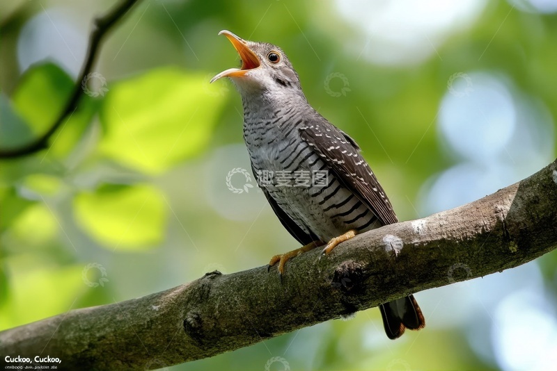 高清大图下载【趣麦麦图】站在树枝上鸣叫的鸟雀