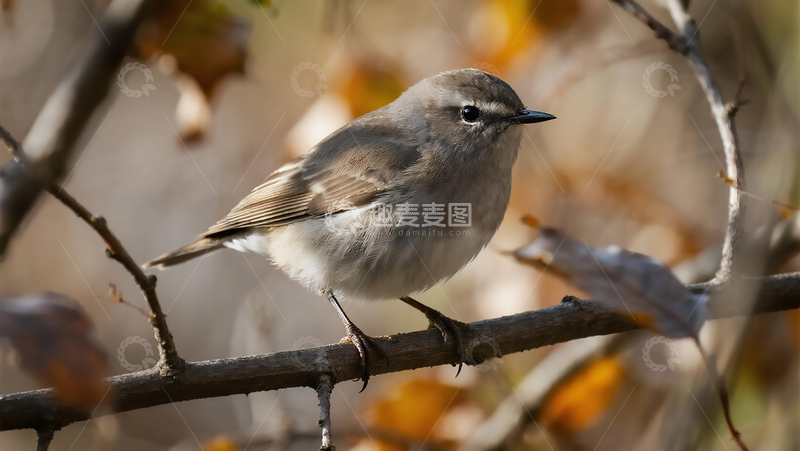 高清大图下载【趣麦麦图】生物百科鸟类之北灰鹟