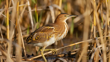 生物百科鸟类之湖边黄斑苇鳽