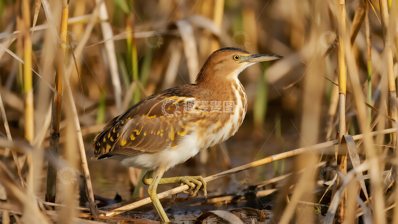 高清大图下载【趣麦麦图】生物百科鸟类之湖边黄斑苇鳽
