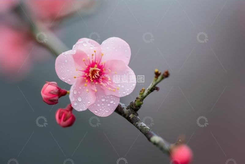 高清大图下载【趣麦麦图】一朵桃花开放在枝头