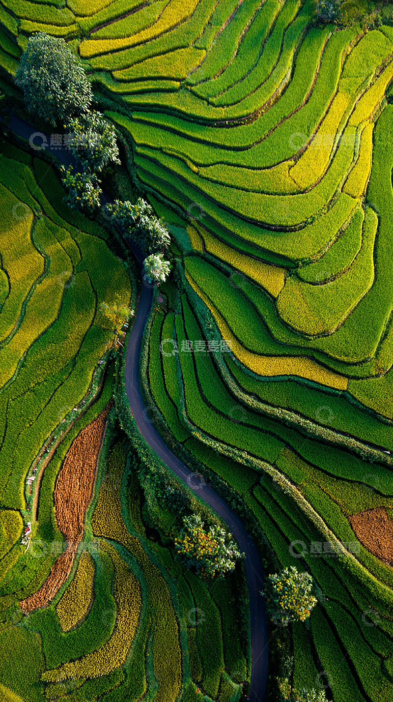 高清大图下载【趣麦麦图】生态农业梯田画卷