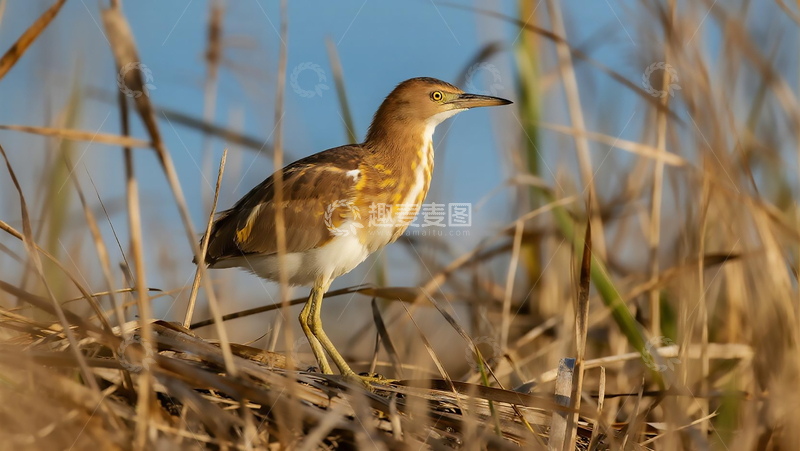 高清大图下载【趣麦麦图】生物百科鸟类之黄斑苇鳽