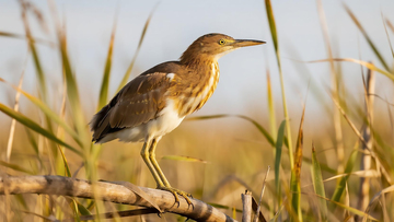 生物百科鸟类之草丛黄斑苇鳽