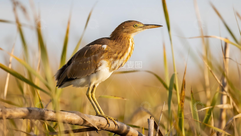 高清大图下载【趣麦麦图】-生物百科鸟类之草丛黄斑苇鳽