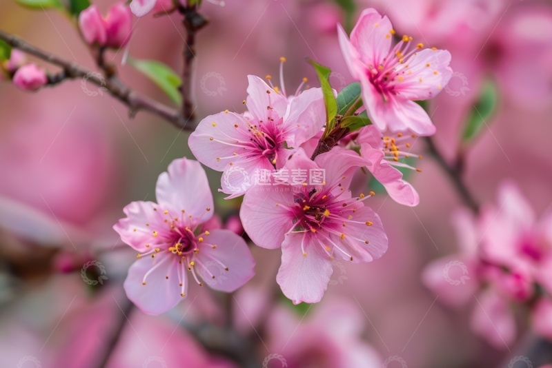 高清大图下载【趣麦麦图】盛开的粉色桃花