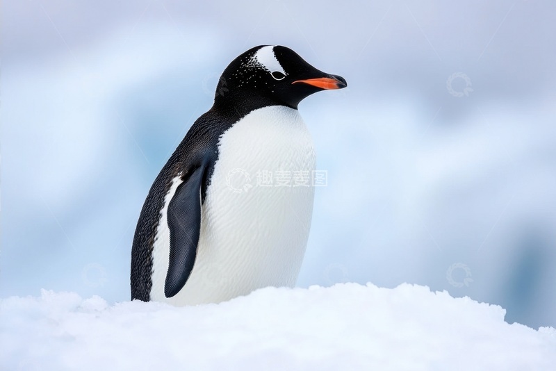 高清大图下载【趣麦麦图】南极冰川上的一只企鹅