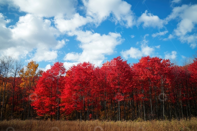 高清大图下载【趣麦麦图】红色枫树林自然美景