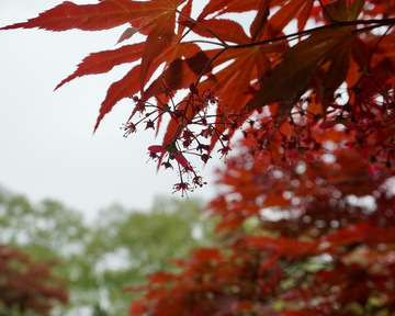 枫叶秋意浓自然风光摄影