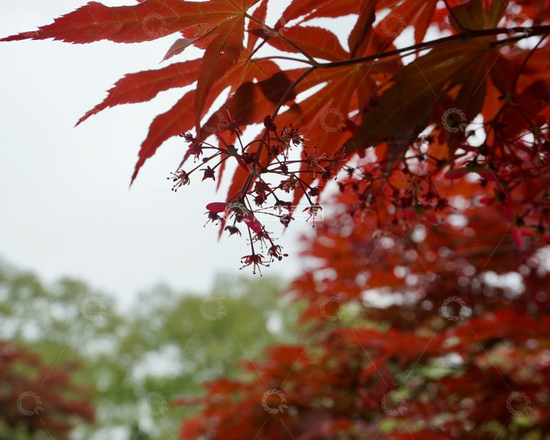 高清大图下载【趣麦麦图】-枫叶秋意浓自然风光摄影