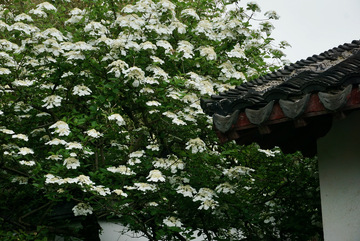 古风白花盛开庭院美景