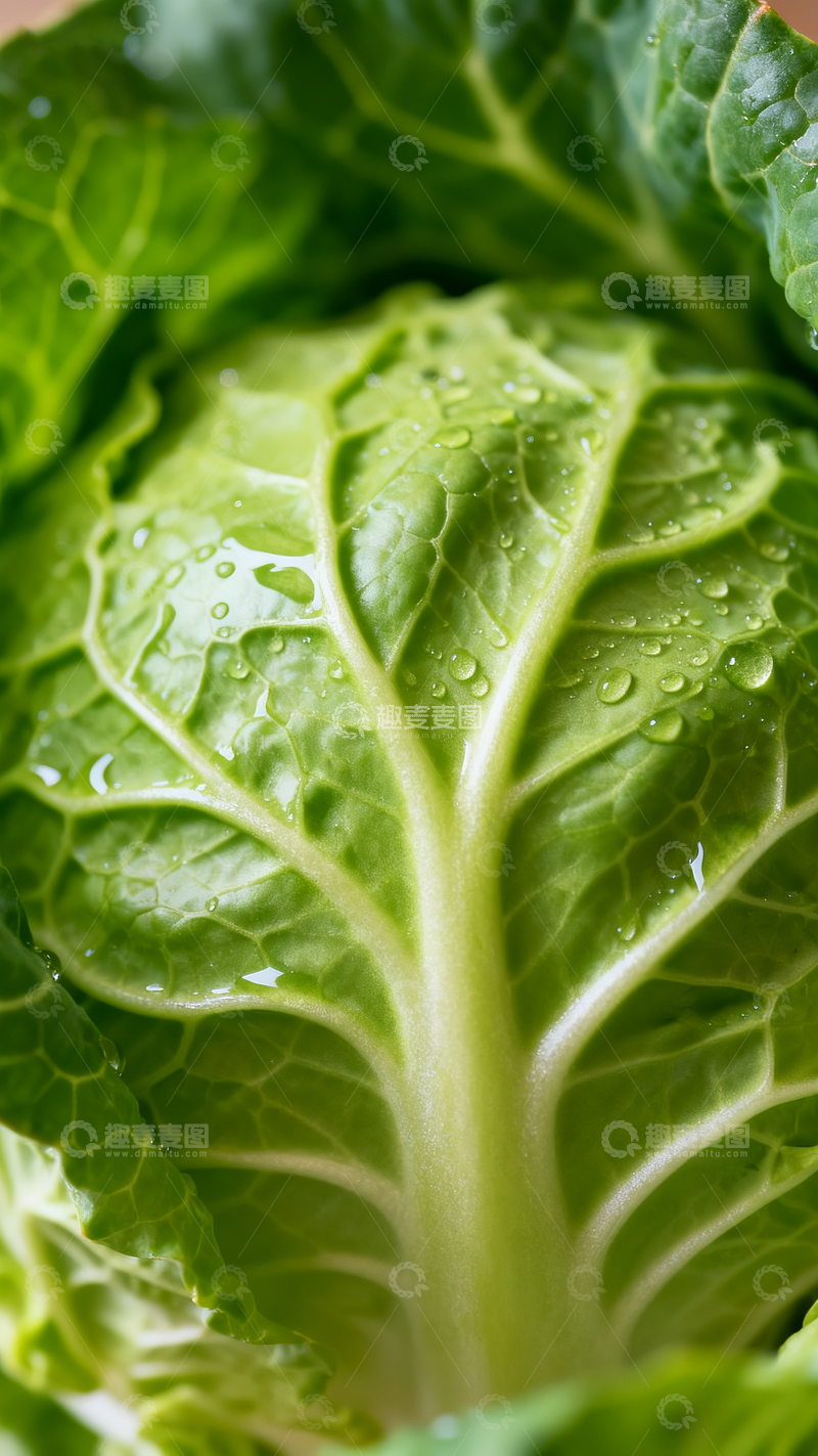 源文件下载【趣麦麦图】蔬菜包菜特写3