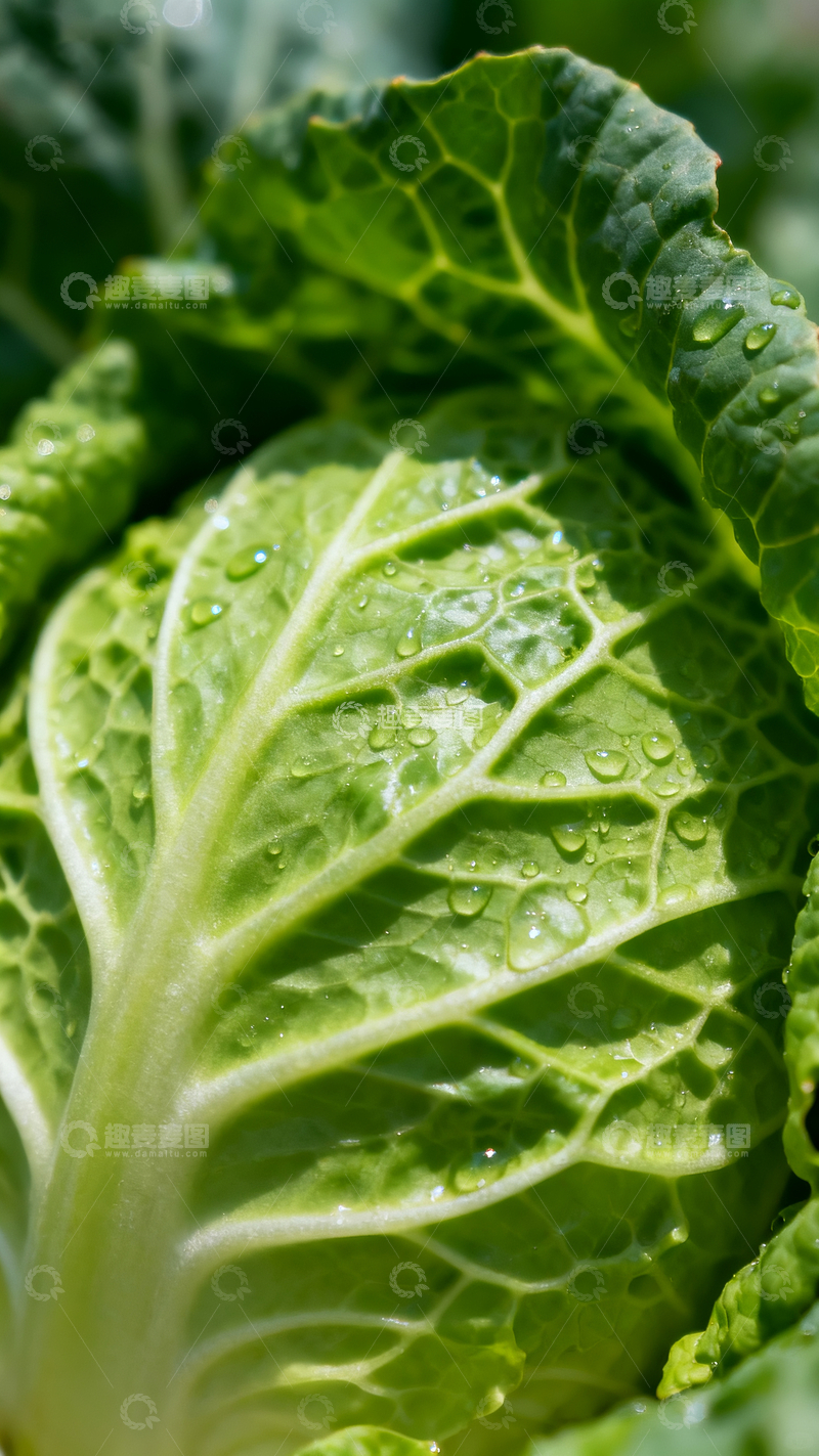 源文件下载【趣麦麦图】蔬菜包菜特写1