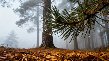 雾森松枝秋意浓