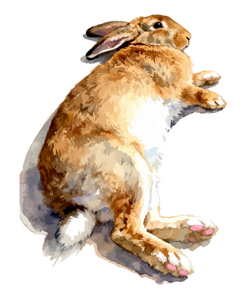 水彩兔动物插画设计素材