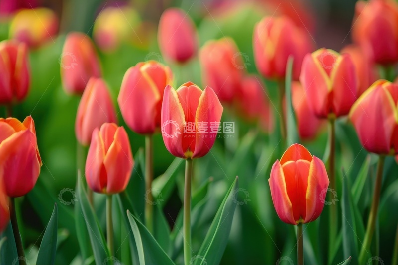 高清大图下载【趣麦麦图】盛开的郁金香花海