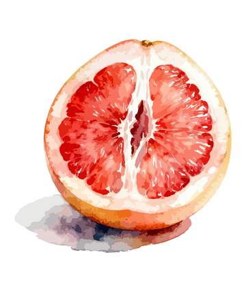 水彩红柚水果插画