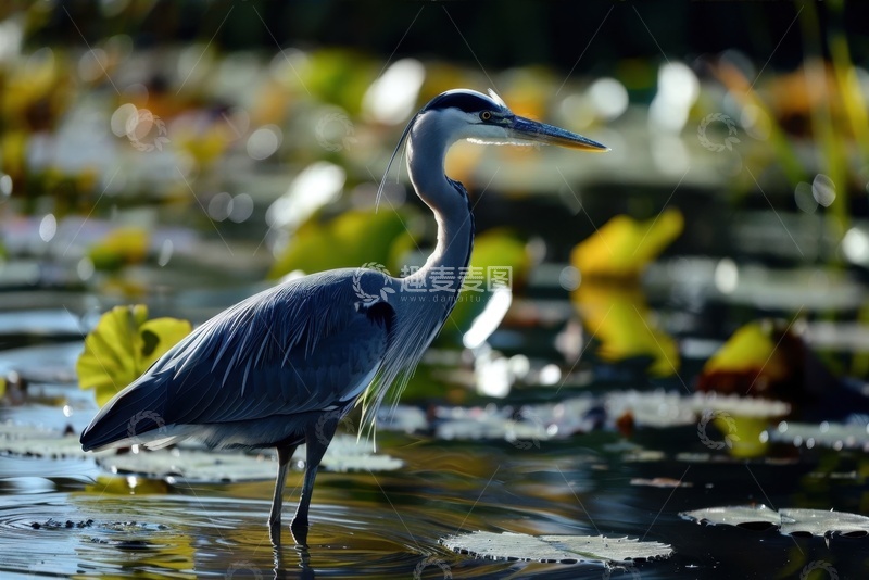高清大图下载【趣麦麦图】荷塘里站立的一只仙鹤