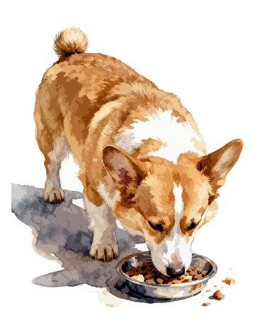 柯基犬进食水彩画
