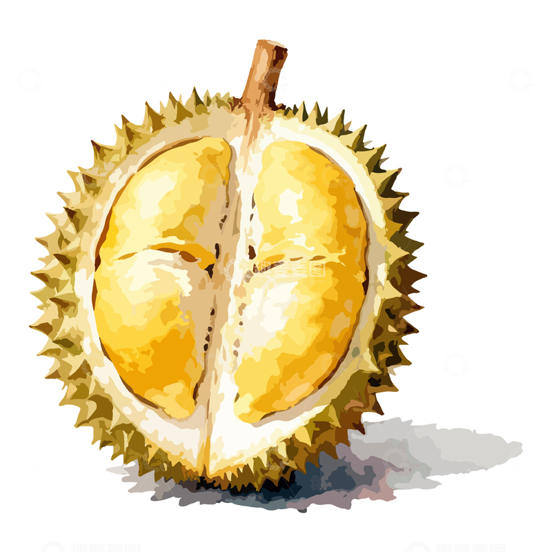 源文件下载【趣麦麦图】水彩榴莲水果插画
