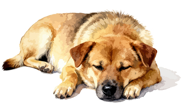 水彩风格小狗睡觉插画