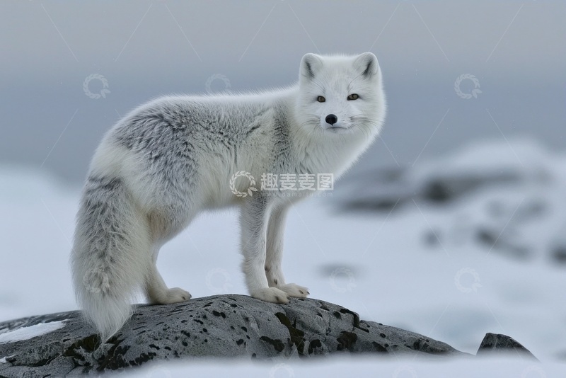 高清大图下载【趣麦麦图】雪地荒原上的一只白色雪狐