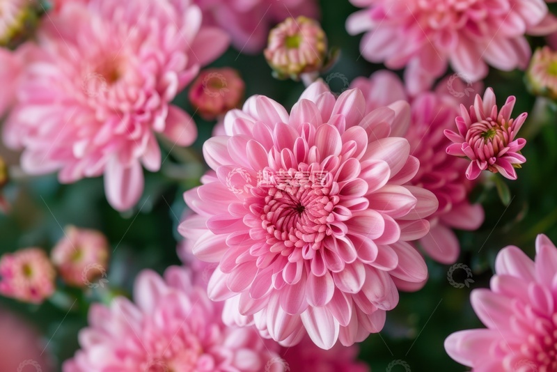 高清大图下载【趣麦麦图】盛开的粉色菊花花丛