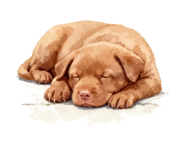棕色小狗睡姿水彩画